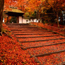 晩秋の安楽寺参道