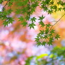 晩秋 2013