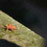 晩秋 2013
