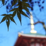 晩秋 2013