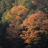 山紅葉燃ゆ
