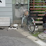路地裏の仲間たち