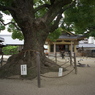 ご神木