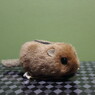 ヤマネ