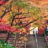 本土寺・秋 (11)