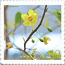 花切手＜2012-17＞＊ミッキーマウスの木。