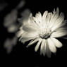 雨上がりの花
