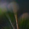 虹のストリング