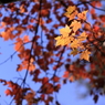 紅葉１２