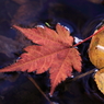 紅葉１５