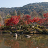 紅葉　円山公園