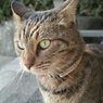 猫（祭りの後）