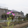 街の中でコスモス一輪