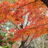初冬の紅葉