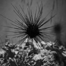 UNI