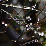 時雨後のイルミネーション（Ⅱ）