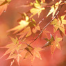 紅く萌ゆる季節に