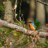 winter kingfisher