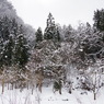 雪の森や山や原や