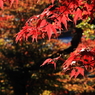 定光寺周辺とその秋　１７