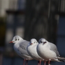 ユリカモメx3