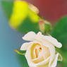 sugar rose