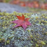 紅葉