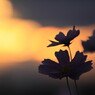 雲間の夕焼け