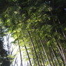 竹林