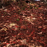 紅葉の散歩道