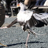 掛川花鳥園　その３　キック！！