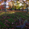 紅葉を歩く