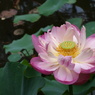 DSC00050