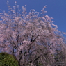 妙心寺退蔵院枝垂れ桜（2013年4月）