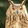 掛川花鳥園　その４　キリッ