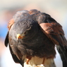 掛川花鳥園　その５　一富士二鷹三茄子