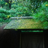 鎌倉秋色情報Ⅵ（東慶寺）