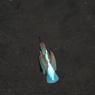 ホバ0103②