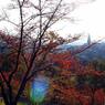 サクラの紅葉(バラ公園」