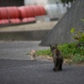 香川県高見島サビ貓母さんとちび虎
