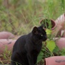 香川県高見島漁港の黒猫