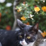 香川県佐柳島花とねこ２