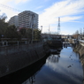 矢上川