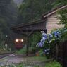 紫陽花の待つ駅　２