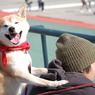 肩もみ！？犬