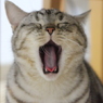 あくび