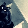 BLACK　CAT