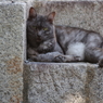石段の猫
