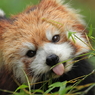 多摩動物公園