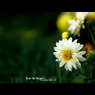 DSC08347_1280